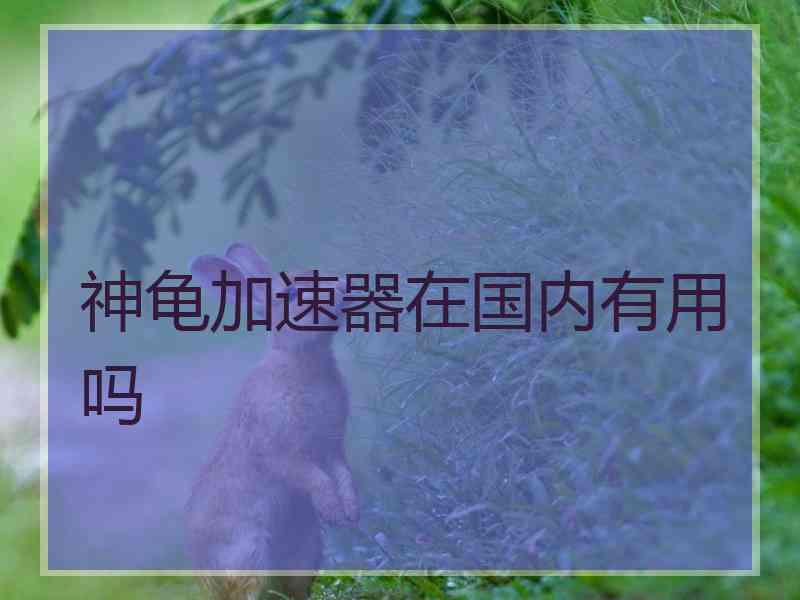 神龟加速器在国内有用吗