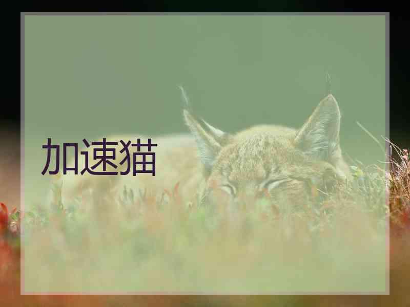 加速猫