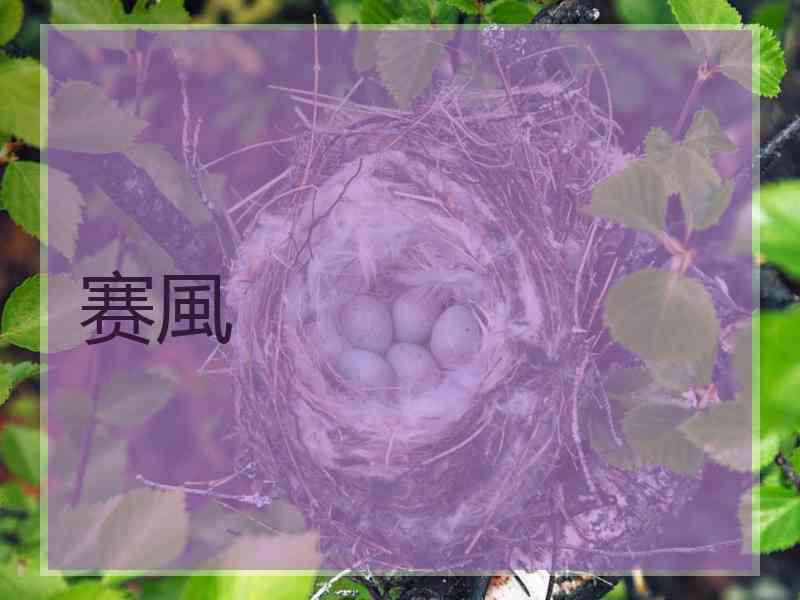 赛風